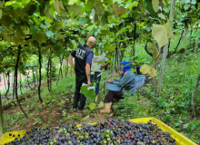 Formalização na safra da uva cresce mais de 480% no Rio Grande do Sul em três anos