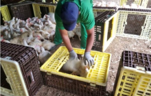 MPT conquista liminar contra JBS por exploração de trabalhadores na apanha de aves