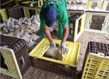 MPT conquista liminar contra JBS por exploração de trabalhadores na apanha de aves