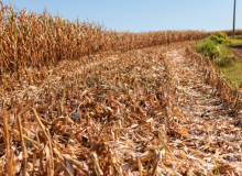 Falta de chuva preocupa agricultores familiares da base da FETRAF-RS