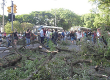 Manifestantes protestam contra a derrubada das árvores